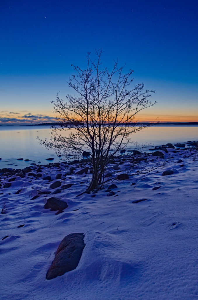 En al på stranden till Gregersö med solnedgång i vinternatten. bakom sig. 