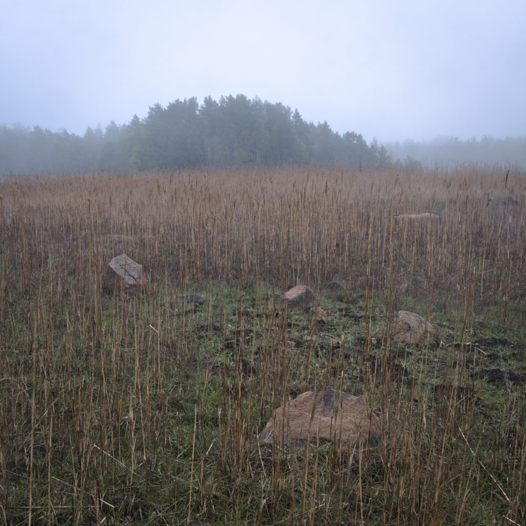 Morgon dimma över vassfält i Lemland, Åland.