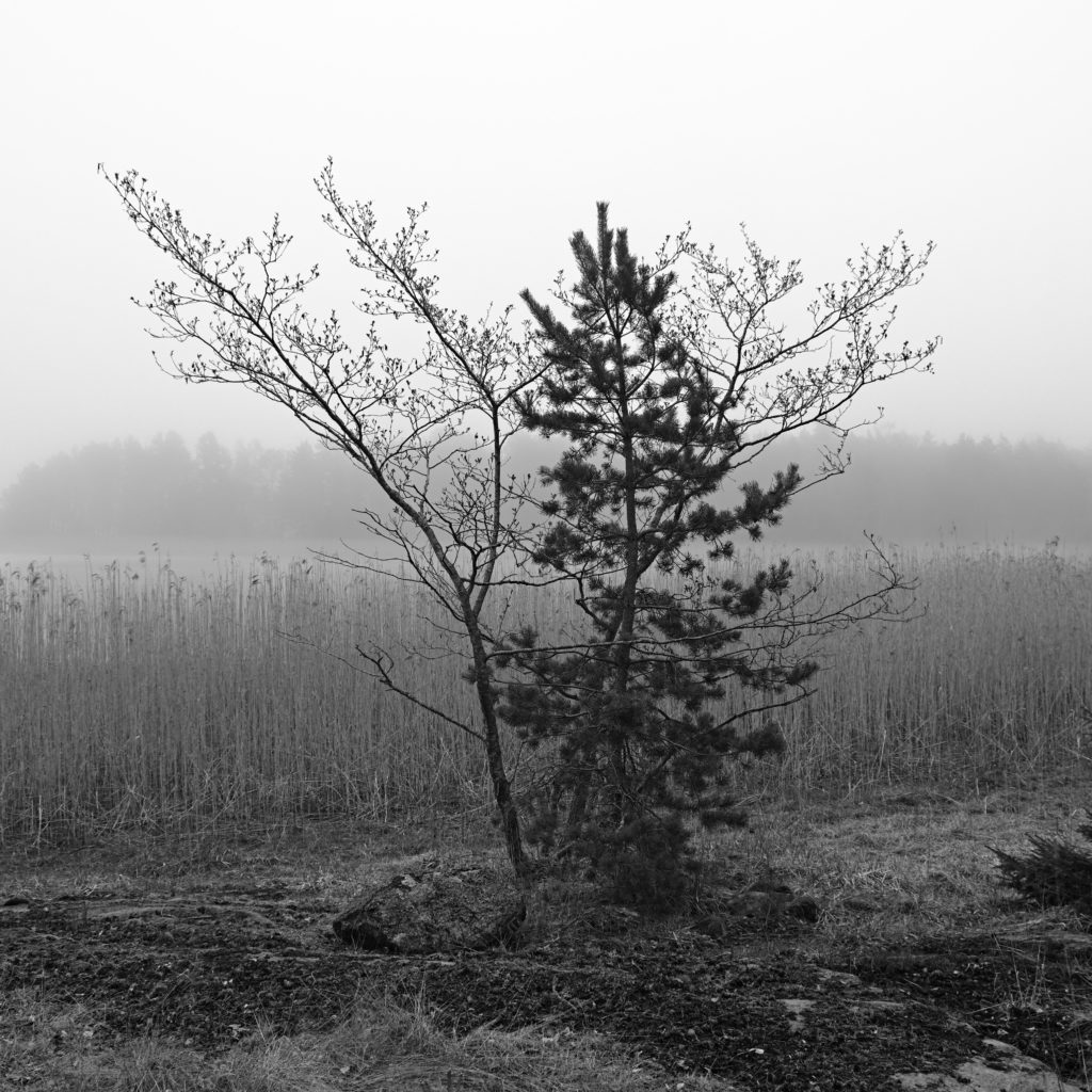 Svartvit bild på två mindre träd som växer tillsammans vid en vik. Lemland, Åland. Photographic Steps