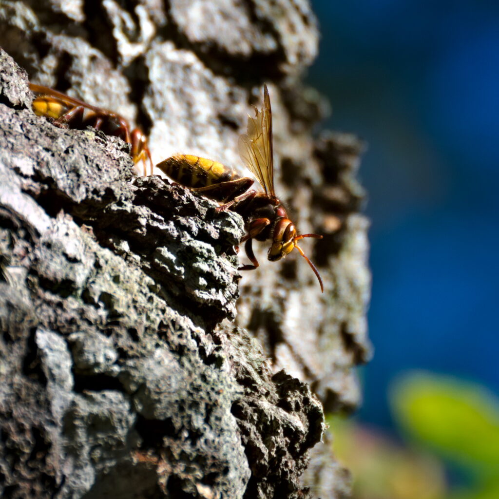 Guardian hornet outside nest.