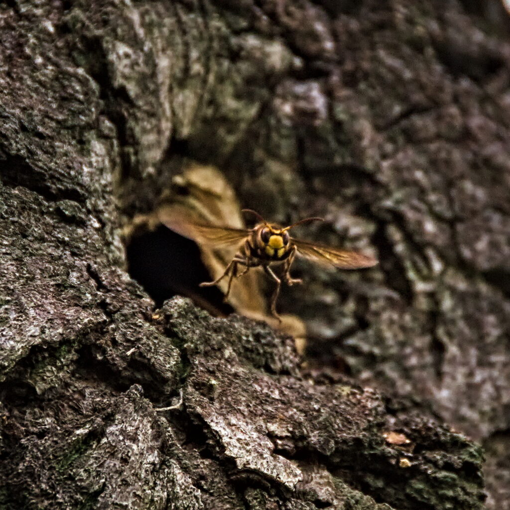 Hornet lifting from the nest. Lemland, The Åland Islands.
