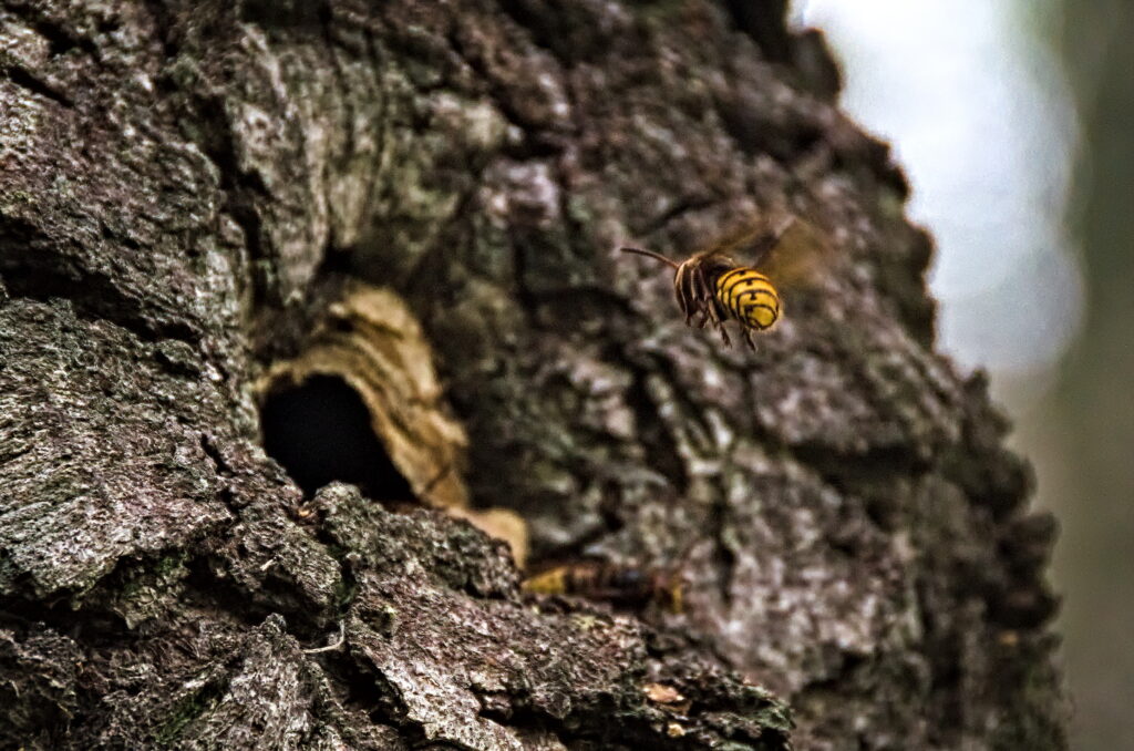 The life of the horns. Flying hornet outside the nest. Photographic Steps.